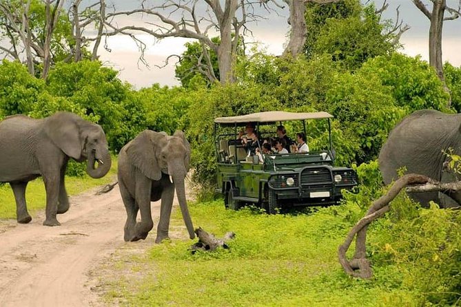 Chobe Safari